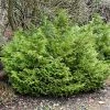 Thujopsis Dolobrata Nana -Jardin De Fleurs Magasin Thujopsis dolobrata Nana 87364 1 1