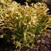 Thuya Du Japon - Thujopsis Dolobrata Solar Flare -Jardin De Fleurs Magasin Thujopsis dolobrata SOLAR FLARE 84364 1