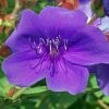Tibouchina Groovy Baby - Tibouchina Nain -Jardin De Fleurs Magasin Tibouchina Groovy baby 83472 1