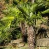 Palmier De Chine - Trachycarpus Fortunei -Jardin De Fleurs Magasin Trachycarpus fortunei copyright 95262 1