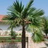 Trachycarpus Latisectus - Palmier Windamere -Jardin De Fleurs Magasin Trachycarpus latisectus 89964 1