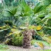 Trachycarpus Wagnerianus - Palmier Miniature -Jardin De Fleurs Magasin Trachycarpus wagnerianus 82233 P