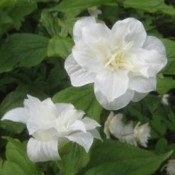 Trillium Grandiflorum Flore Pleno - Trille Blanc Ã  Fleurs Doubles
