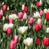 Harmonie Tulipes Lollipops -Jardin De Fleurs Magasin Tulipe Harmonie Lollipops 62904 1