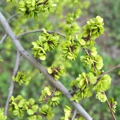 Ulmus Pumila - Orme De SibÃ©rie