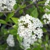 Viburnum Burkwoodii - Viorne De Burkwood -Jardin De Fleurs Magasin Viburnum burkwoodii 781851 1