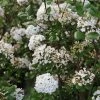 Viorne De Burkwood - Viburnum Burkwoodii Ann Russell -Jardin De Fleurs Magasin Viburnum burkwoodii Ann Russell 84374 1
