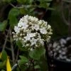 Viorne - Viburnum (x) Carlcephalum -Jardin De Fleurs Magasin Viburnum carlcephalum 9631 1