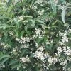Viorne - Viburnum Hillieri Winton -Jardin De Fleurs Magasin Viburnum hillieri winton ld wallygrom 9573 1