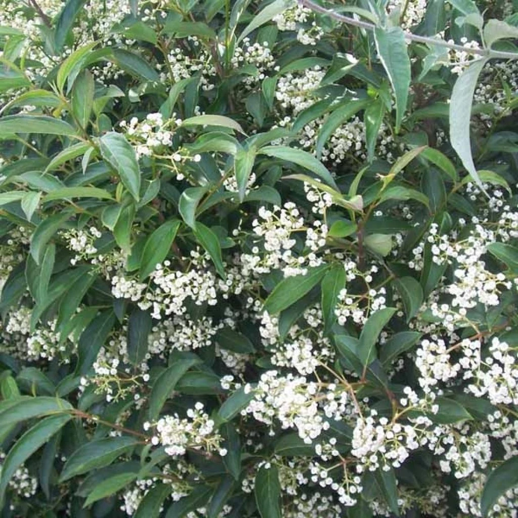 Viorne - Viburnum Hillieri Winton 1 Viorne - Viburnum Hillieri Winton