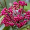 Viorne - Viburnum Nudum Brandywine 2 Viorne - Viburnum Nudum Brandywine -Jardin De Fleurs Magasin Viburnum nudum Brandywine copyright 1008941 1