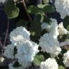 Viorne - Viburnum Plicatum Grandiflorum 3 Viorne - Viburnum Plicatum Grandiflorum -Jardin De Fleurs Magasin Viburnum plicatum Grandiflorum Noble 84380 1