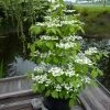 Viorne - Viburnum Plicatum Kilimandjaro -Jardin De Fleurs Magasin Viburnum plicatum Kilimandjaro 84381 1