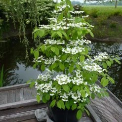 Viorne - Viburnum Plicatum Kilimandjaro