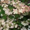 Viorne De Chine - Viburnum Plicatum Kilimanjaro Sunrise -Jardin De Fleurs Magasin Viburnum plicatum Kilimanjaro Sunrise 83029 1