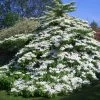 Viorne De Chine - Viburnum Plicatum Tomentosum