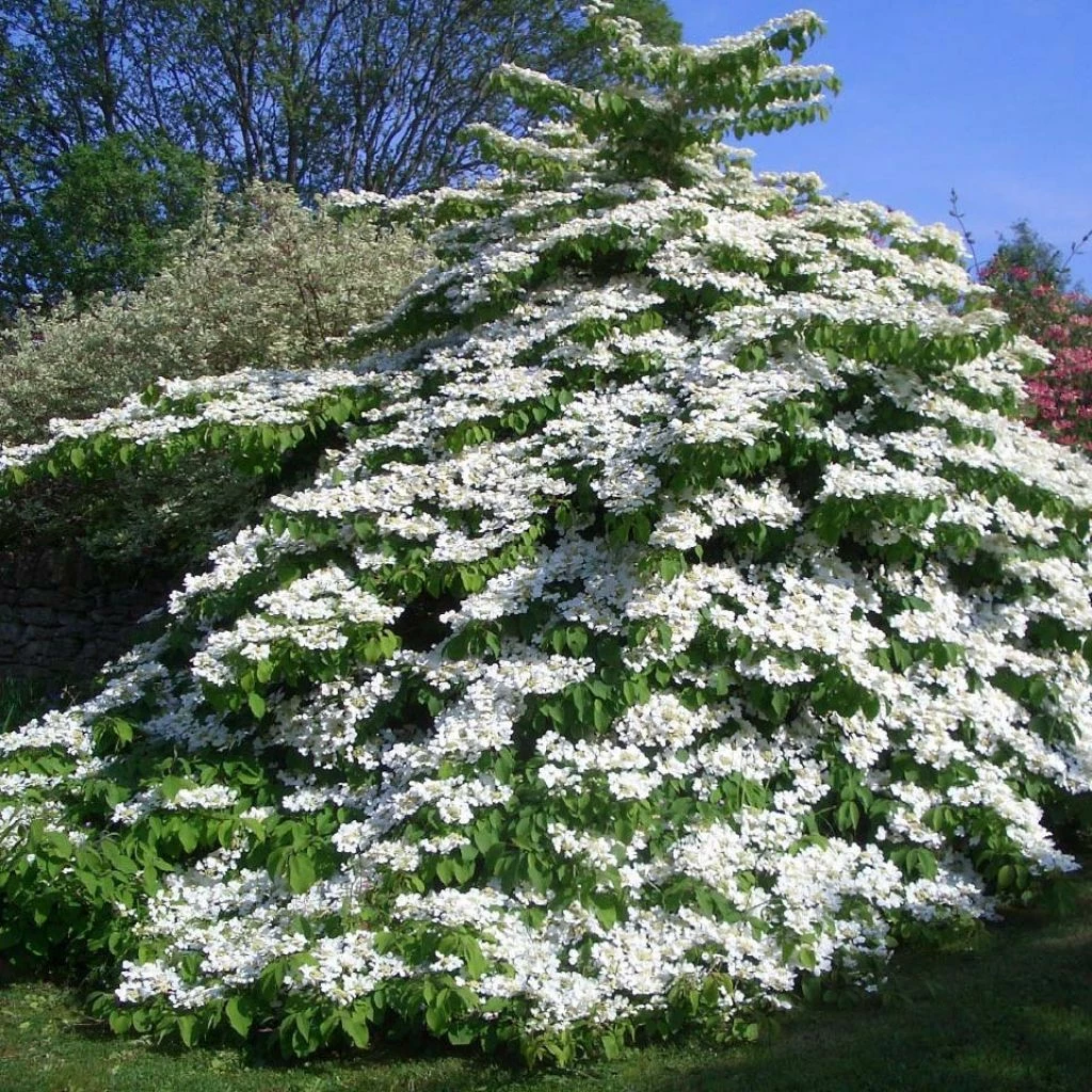 Viorne De Chine - Viburnum Plicatum Tomentosum 1 Viorne De Chine - Viburnum Plicatum Tomentosum