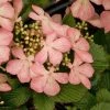 Viorne - Viburnum Plicatum Pink Beauty -Jardin De Fleurs Magasin Viburnum plicatum pink beauty 7542 1