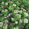 Viburnum Tinus Eve Price - Laurier Tin -Jardin De Fleurs Magasin Viburnum tinus Eve Price 781506 1