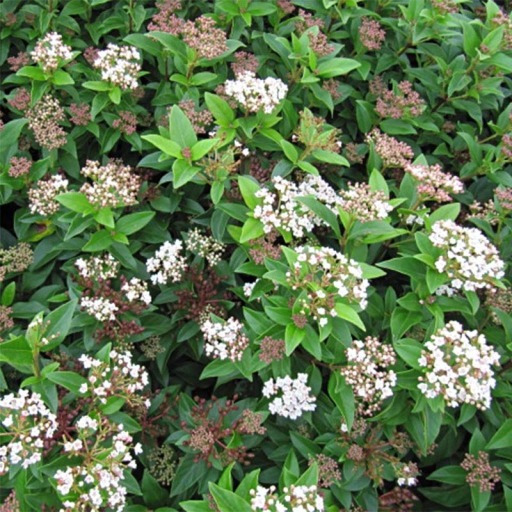 Viburnum Tinus Eve Price - Laurier Tin 1 Viburnum Tinus Eve Price - Laurier Tin