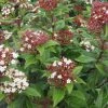 Viburnum Tinus Lisarose - Laurier-tin Rose -Jardin De Fleurs Magasin Viburnum tinus Lisarose 782020 1