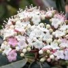 Viorne, Laurier Tin- Viburnum Tinus Spirit -Jardin De Fleurs Magasin Viburnum tinus Spirit 781507 1
