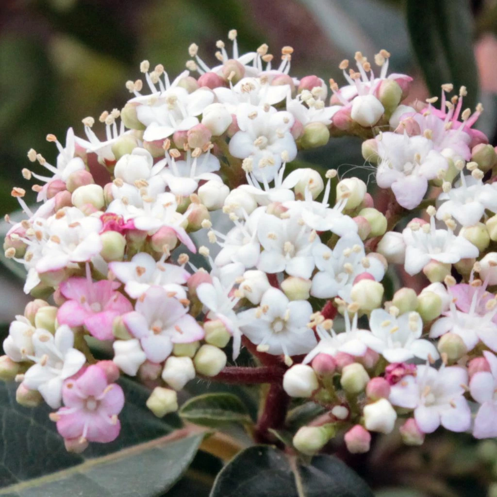 Viorne, Laurier Tin- Viburnum Tinus Spirit 1 Viorne, Laurier Tin- Viburnum Tinus Spirit