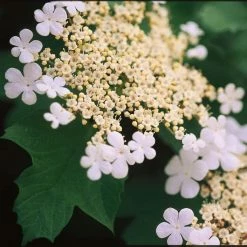 Viorne TrilobÃ©e - Viburnum Trilobum Wentworth