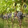 Vigne Cabernet Franc -Jardin De Fleurs Magasin Vigne Cabernet Franc 78366 1