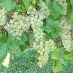 Vigne Chasselas DorÃ©
