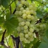 Vigne Fanny -Jardin De Fleurs Magasin Vigne Vitis vinifera Fanny copyright 1005262 1