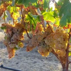 Vigne Sans PÃ©pin Aperina Rossa