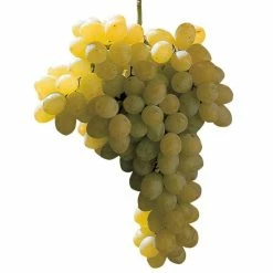 Vigne Sans PÃ©pin Sultanica Bianca - Sultanine