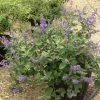Vitex X Agnus-castus Chicagoland Blues - Gattilier 3 Vitex X Agnus-castus Chicagoland Blues - Gattilier -Jardin De Fleurs Magasin Vitex Chicagoland Blues Gattilier hybride V 17953 1
