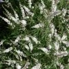 Vitex Agnus-castus Silver Spire - Gattilier -Jardin De Fleurs Magasin Vitex Silver Spire 16589 1