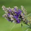 Vitex Agnus-castus Blue Puffball - Gattilier -Jardin De Fleurs Magasin Vitex agnus 85811 1