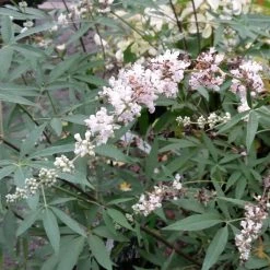 Vitex Agnus-castus Albus - Gattilier Blanc