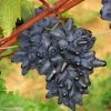 Vigne Philipp -Jardin De Fleurs Magasin Vitis vinifera Philipp 83664 1
