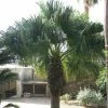 Washingtonia Filifera - Palmier Ã  Jupon