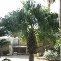 Washingtonia Filifera - Palmier Ã  Jupon