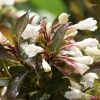Weigela Black And White -Jardin De Fleurs Magasin Weigela Black and White 7880 1