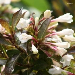 Weigela Black And White