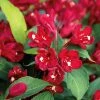 Weigelia Hybride Cherry Love -Jardin De Fleurs Magasin Weigela Cherry Love IF 17263 1