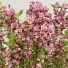 Weigela Kosteriana Variegata - Weigelia Kosteriana Variegata -Jardin De Fleurs Magasin Weigela Kosteriana Variegata 89406 1