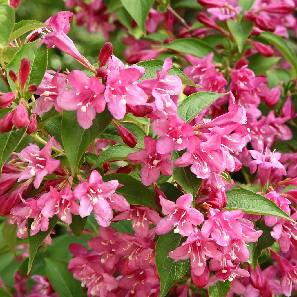 Weigela Minuet 1 Weigela Minuet