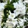 Weigela Snowflake -Jardin De Fleurs Magasin Weigela Snowflake copyright 1002901 1
