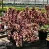 Weigela Florida Big Love -Jardin De Fleurs Magasin Weigela florida Big Love 16348 1