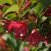 Weigela Florida Cherry Lace -Jardin De Fleurs Magasin Weigela florida Cherry Lace copyright 16349 1
