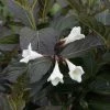 Weigela Florida Ebony And Ivory -Jardin De Fleurs Magasin Weigela florida EBONY AND IVORY NOBLE 84392 1