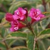 Weigela Florida Moulin Rouge (Brigela) 3 Weigela Florida Moulin Rouge (Brigela) -Jardin De Fleurs Magasin Weigela florida MOULIN ROUGE Brigela 84394 1